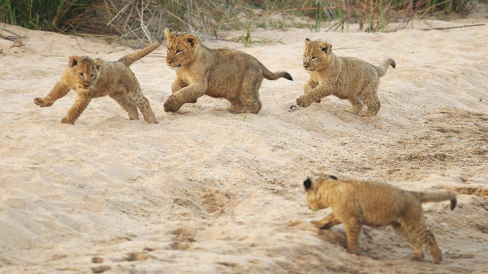 Lion cubs play on the banks of the Makhutswi River on July 21, 2010 in the Edeni Game Reserve, South Africa.