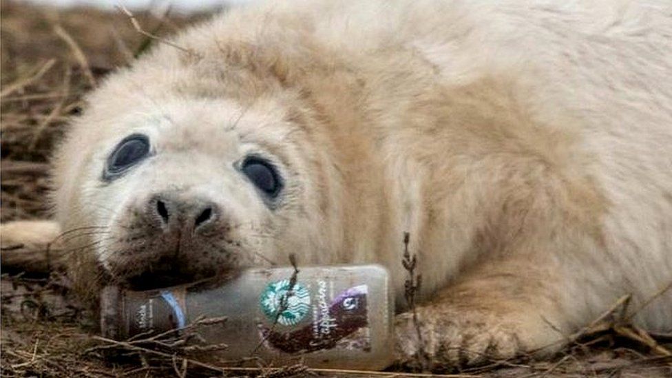 Seal chewing on plastic bottle