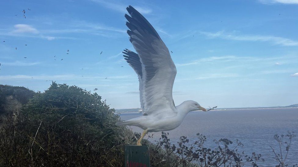 Gull sitting on post with wings spread