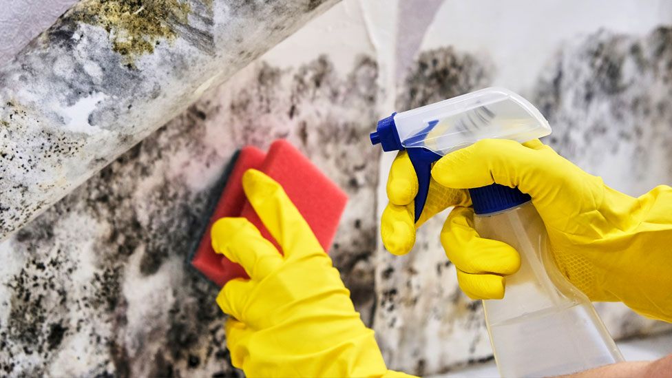 A person cleans mould off a wall