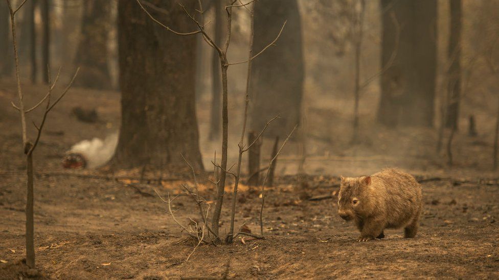 A wombat looking for nutrient  successful  a bushfire-affected spot   successful  the Kangaroo Valley successful  January 2020