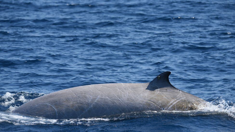 beaked whale
