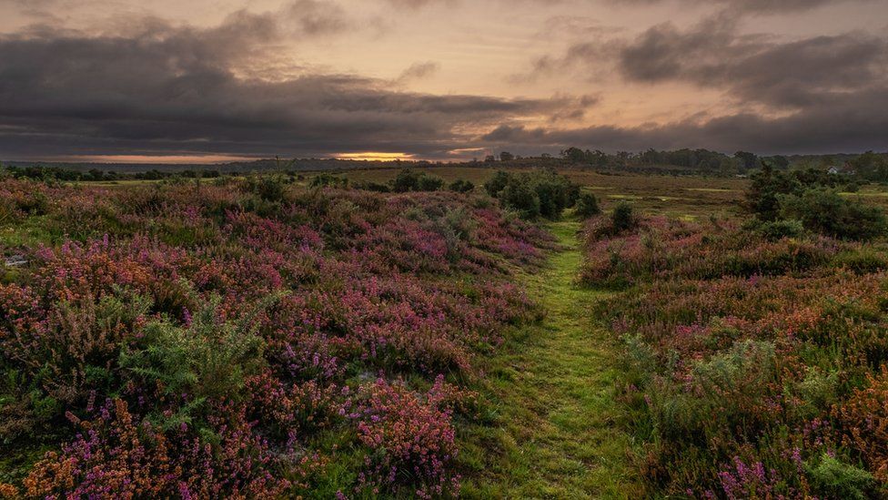 Sunrise at Matley Wood near Lyndhurst