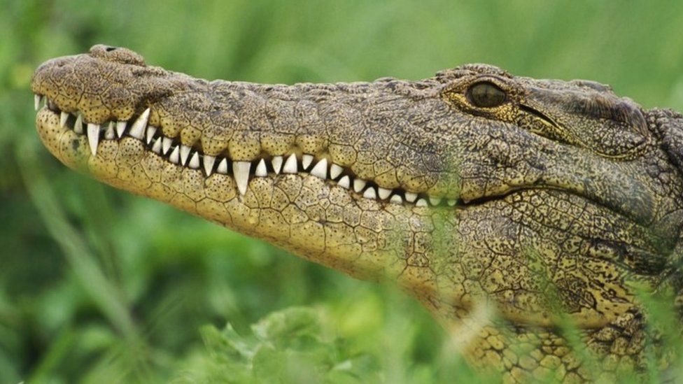 Nile crocodile (23 September 2016)