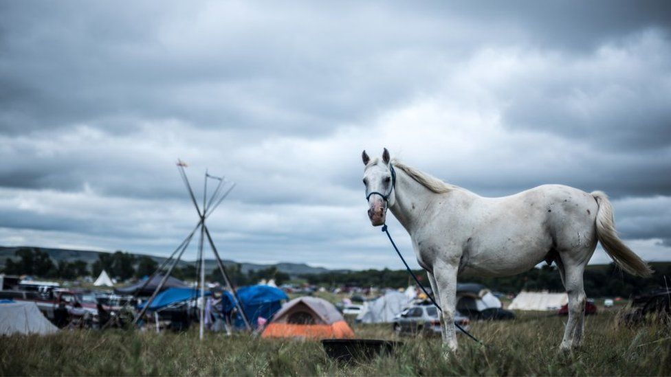Horse in the Oceti Sakowin camp