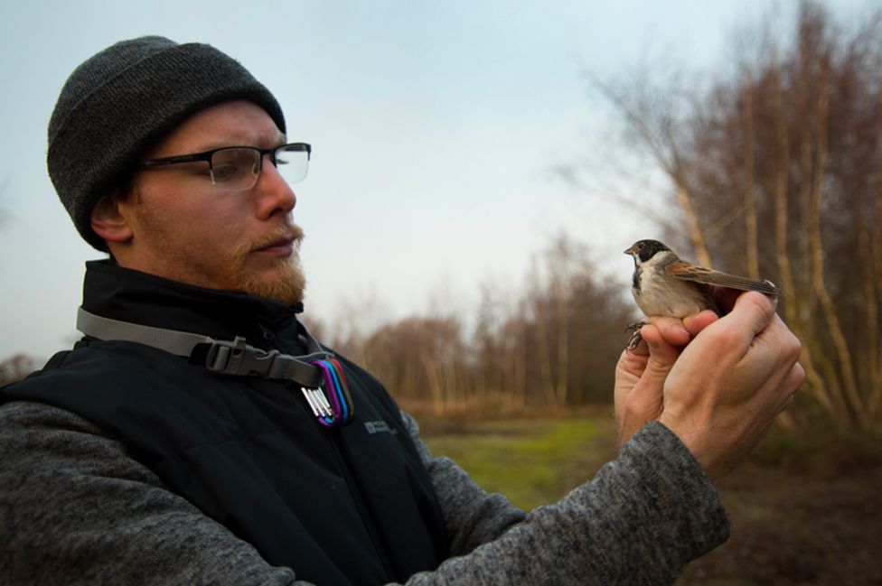 Paul Perrins holds a reed bunting before releasing it back into the wild