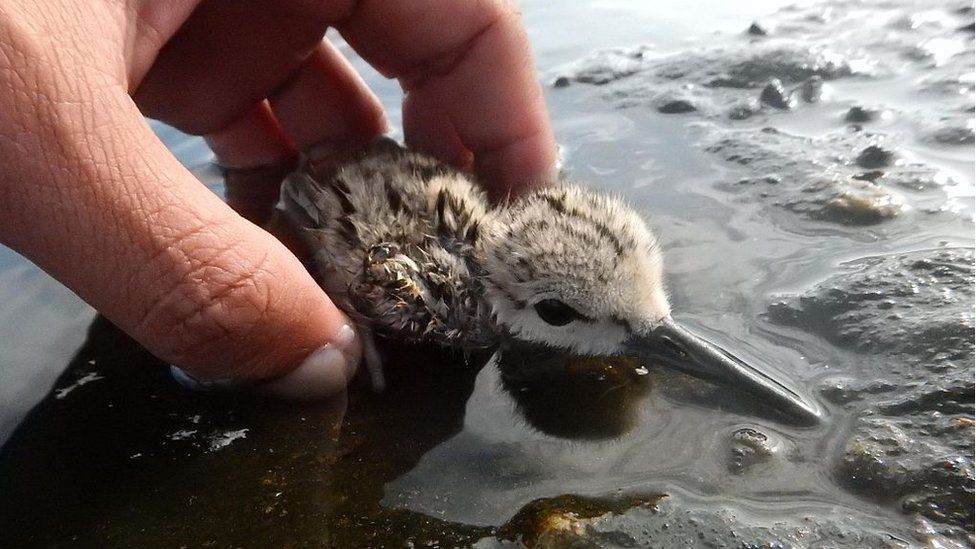 A researcher releases a white-headed stilt chick