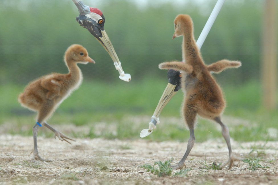 Two common crane chicks being fed with a customized litter pickers and spoons.
