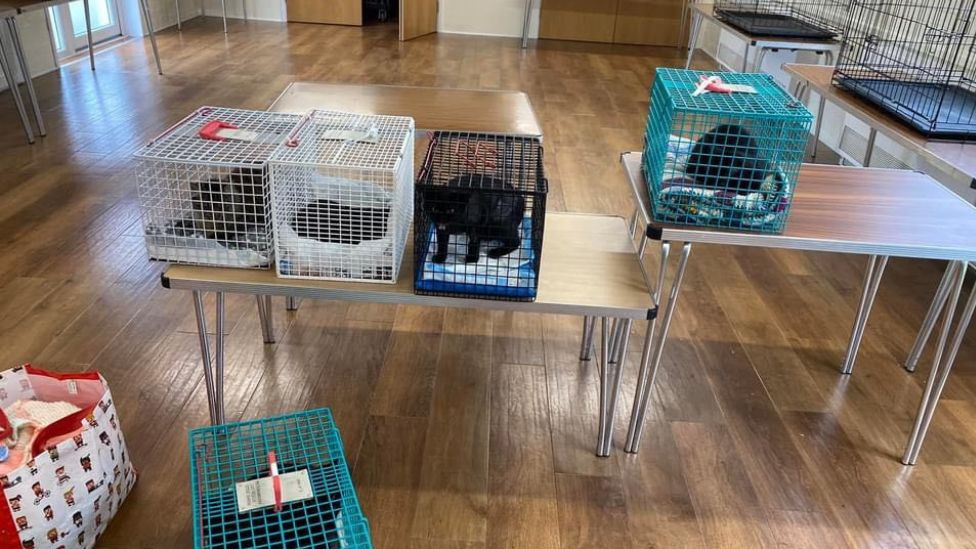 Rescue cats on a table in pet carriers