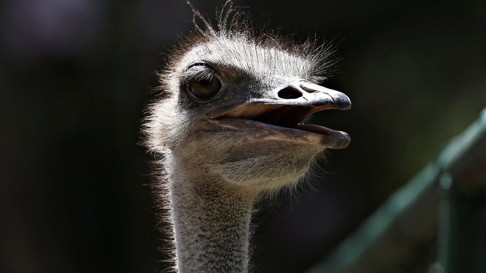 An ostrich is seen at a local zoo in Havana