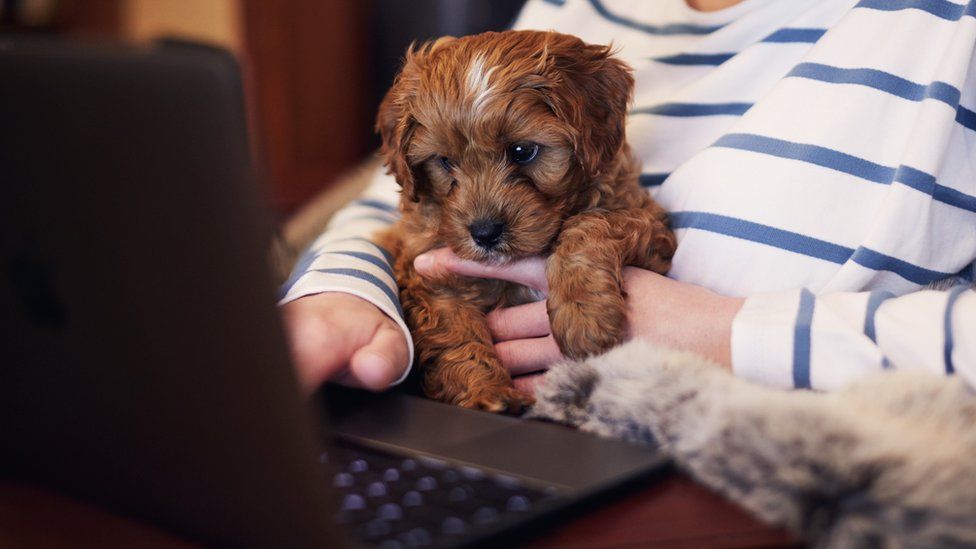 A small puppy is held in its owner's hands in front of a laptop keyboard