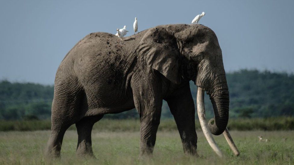 На животных, включая слонов, охотятся за трофеями, которые будут выставлены в Великобритании