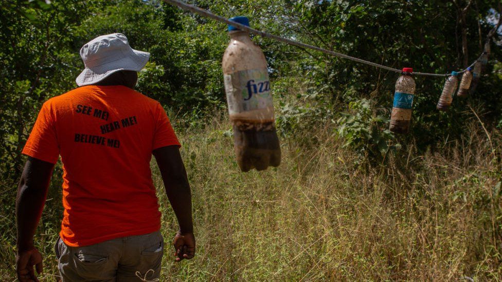 Botellas que contienen una mezcla maloliente cuelgan de una línea en el pueblo de Sialwendi cerca de Hwange, Zimbabue - marzo de 2021