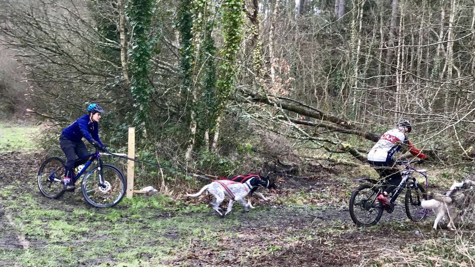 Dog shop pulling bike