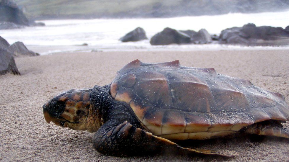 The loggerhead turtle