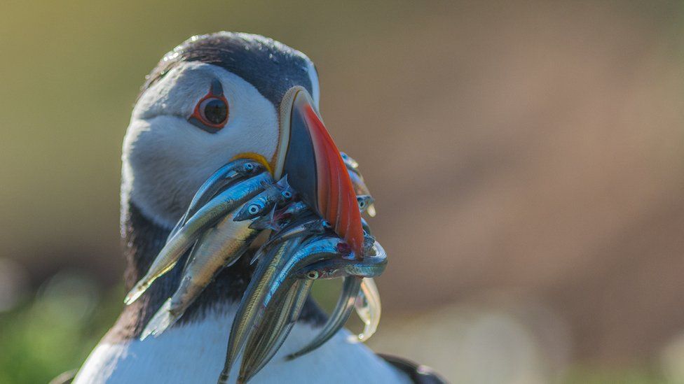 Puffin with mouthful of sand eels