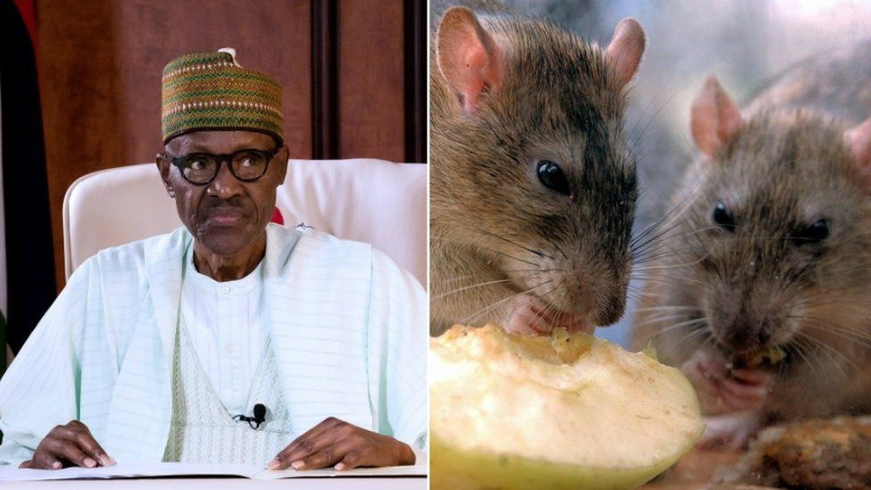 A collage of a photograph oh Buhari giving a speech and two rats eating some fruit