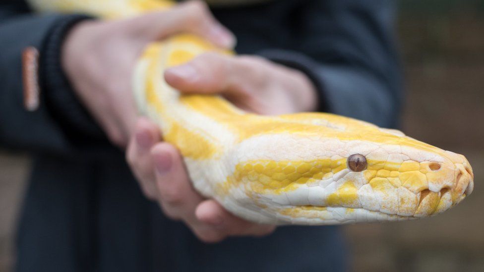 An albino Burmese Python handled at Noah's Ark Zoo Farm in Bristol, England, 2016