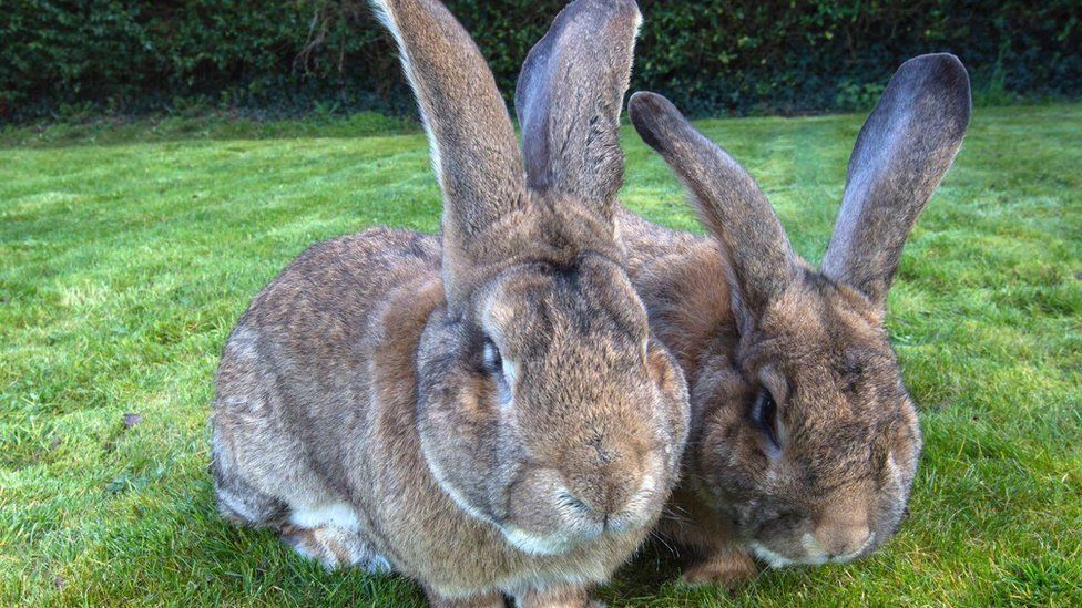 Reward Doubled To Find World S Longest Rabbit Stolen From Garden Bbc News