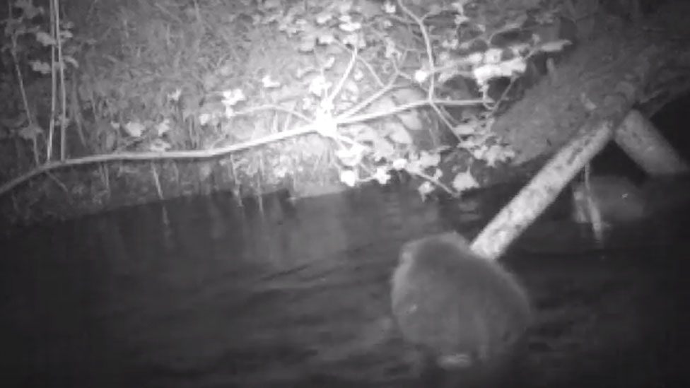 Camera trap footage of the beaver family