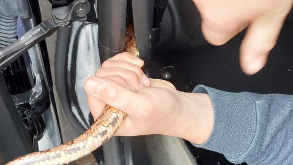 Snake being rescued from inside car