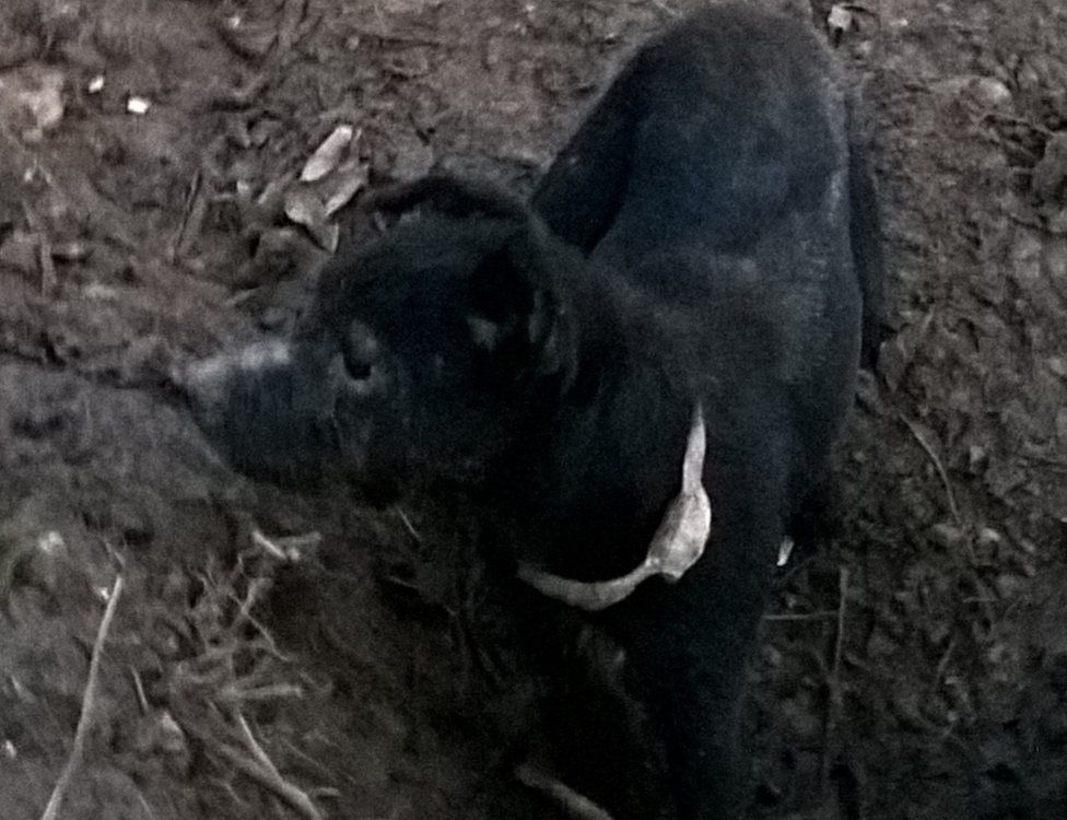 Black dog wearing a locator collar