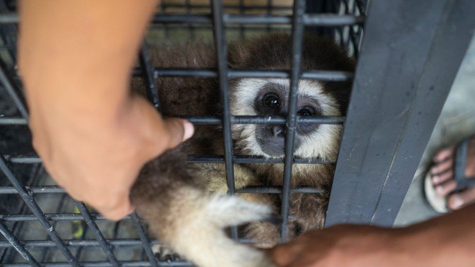 Endangered white-handed gibbon in cage