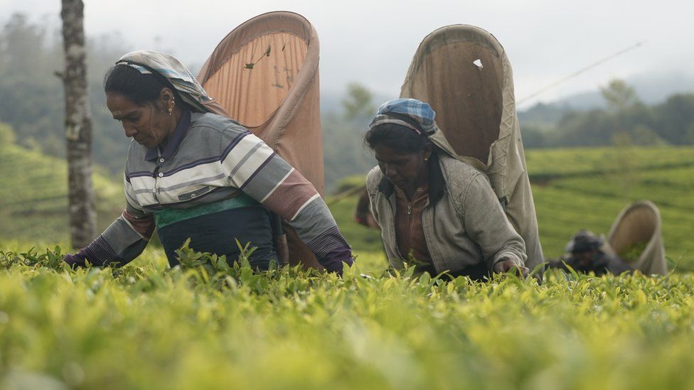 Sri Lankan tea pickers