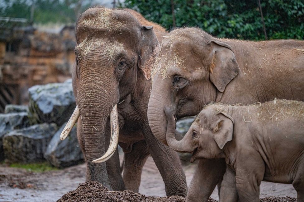 Азиатские слоны в зоопарке Честера