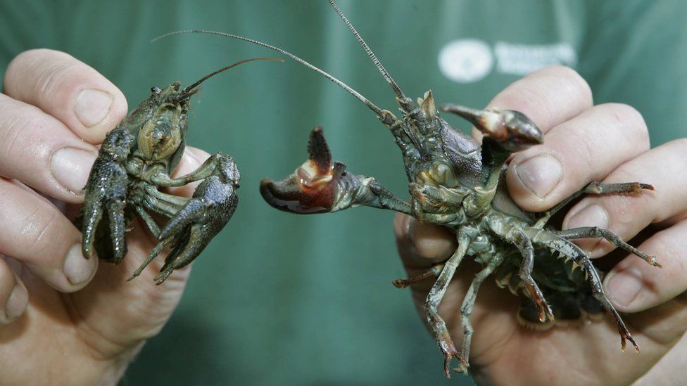 Native white-clawed crayfish (l) and non-native American signal crayfish (r)