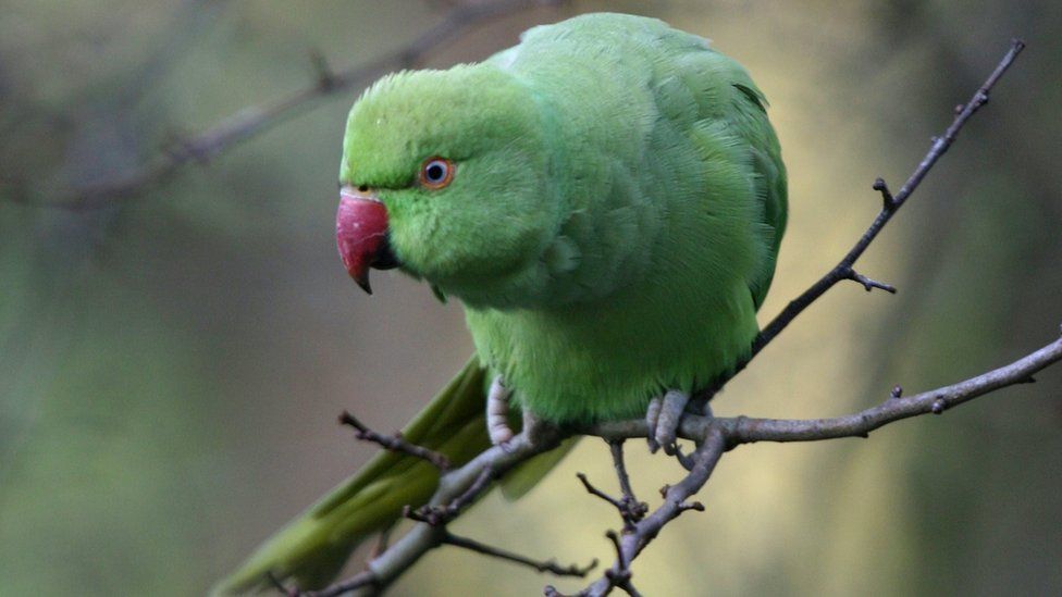 A ring-necked parakeet