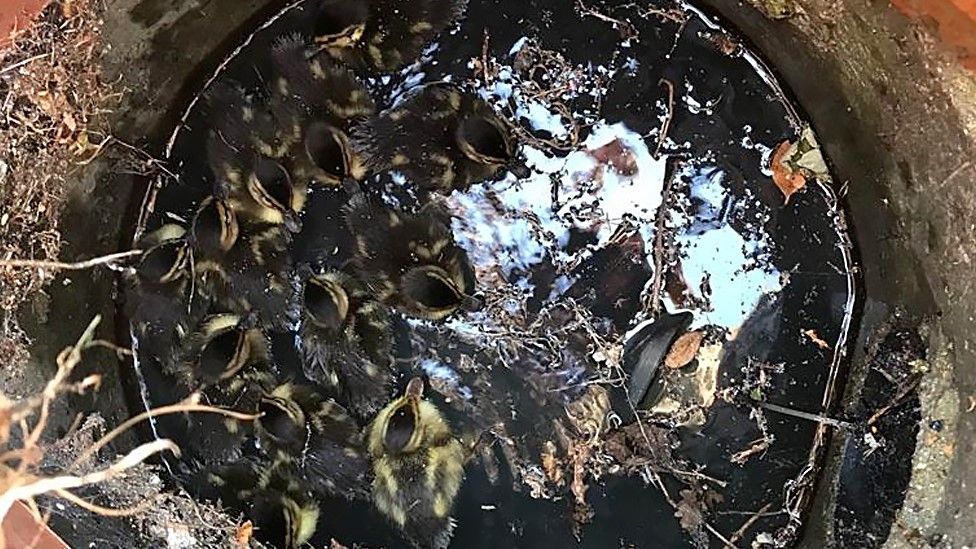 Ducklings in a storm drain