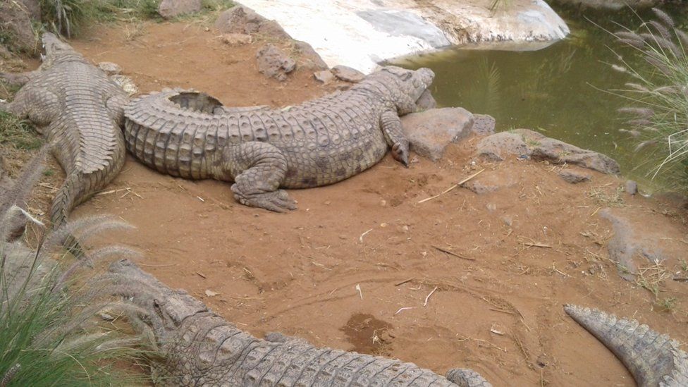 Crocodiles at the farm
