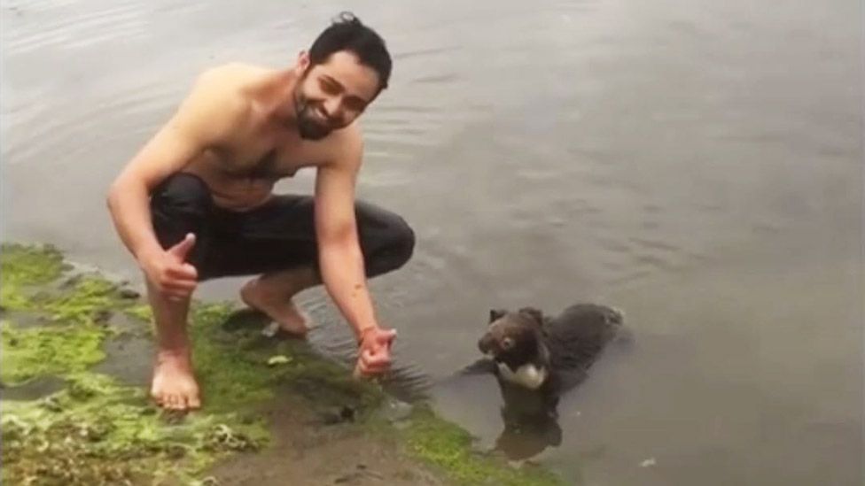 This man waded into a river in Australia when he saw a struggling koala - BBC News This man waded into a river in Australia when he saw a struggling koala - BBC News