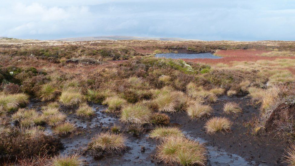 Peat bog in the Brecon Beacons
