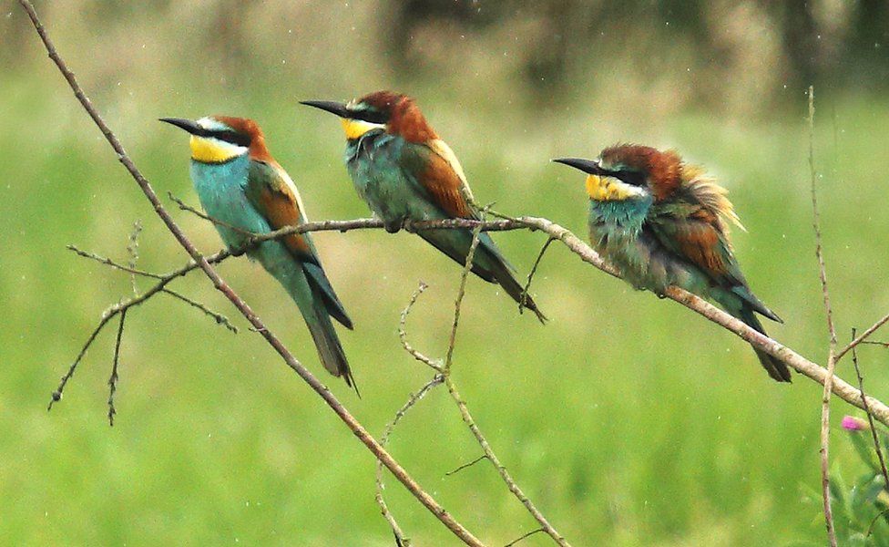 Three bee-eaters