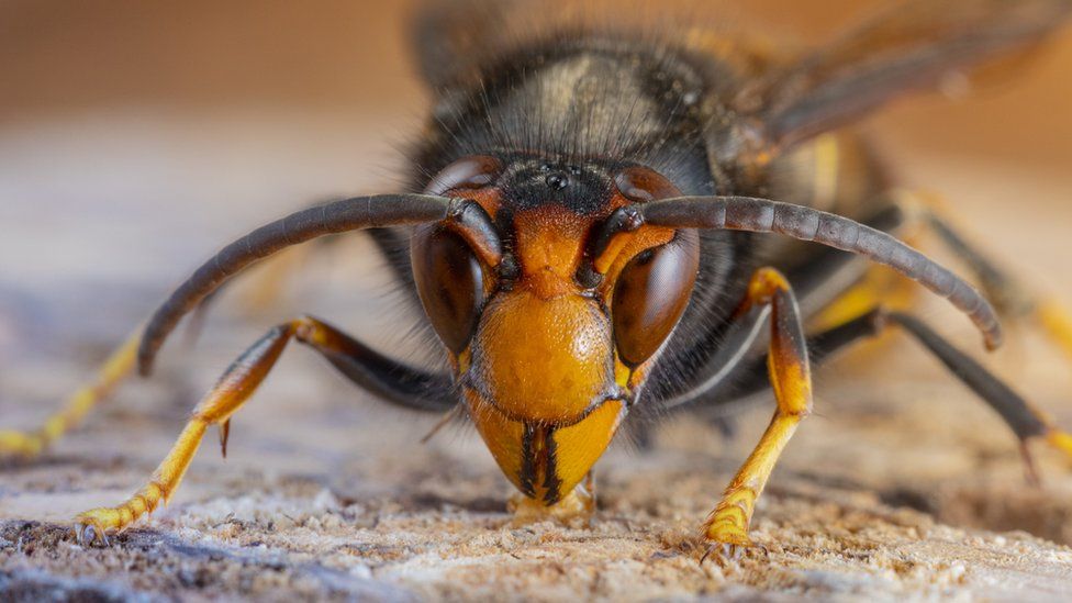 Asian Hornet