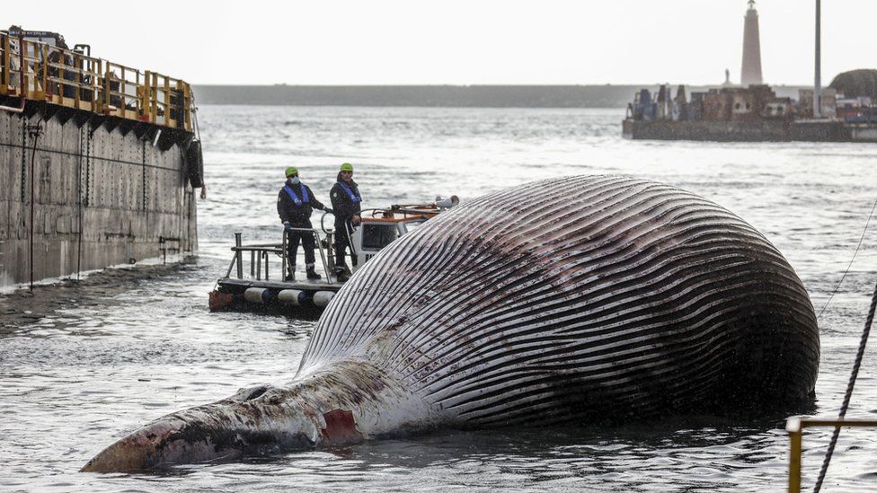 На снимке итальянская береговая охрана убирает особь кита