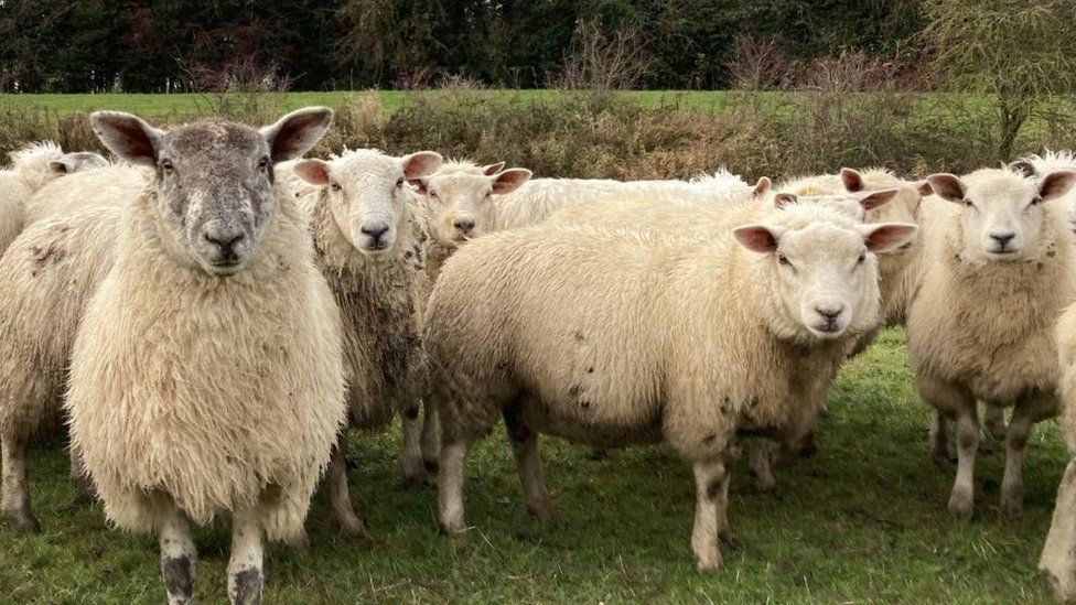 A small herd of sheep looking towards the camera, standing on green grass with a scrappy hedgerow behind and more fields leading to trees