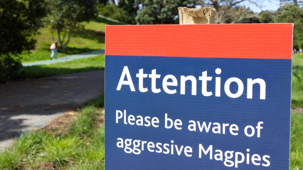 A sign in a park reads: Attention: Please be aware of aggressive magpies