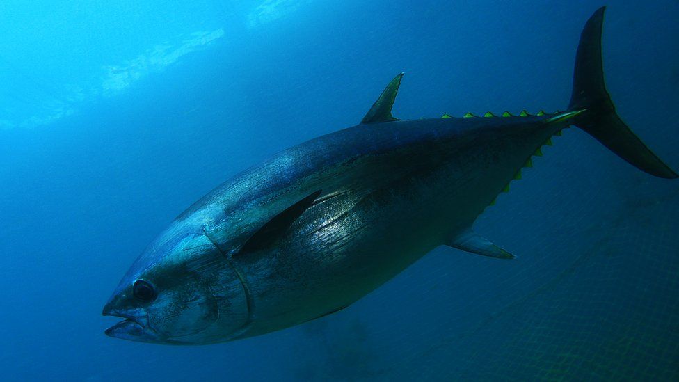 A bluefin tuna