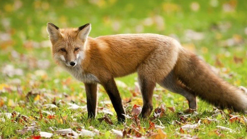 Rare black fox spotted in Somerset is back home after escape bid - BBC News