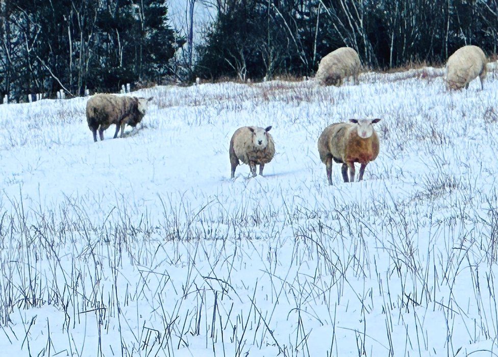 Sheep in snow in Westhill