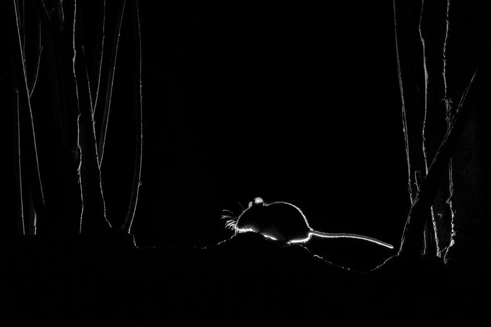 A silhouette of a little mouse at night