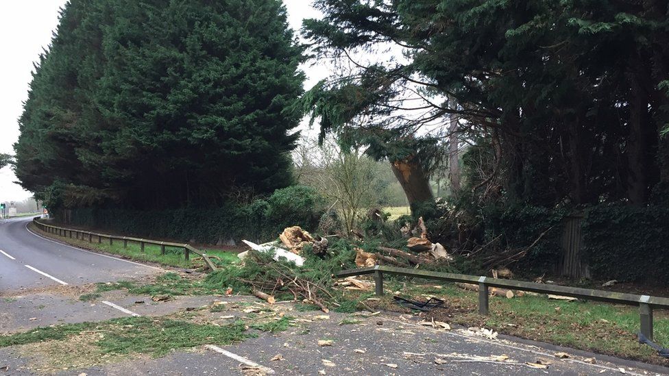 The damaged tree on the A308 in Egham