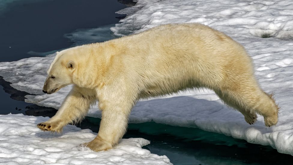A polar bear negotiating some ice
