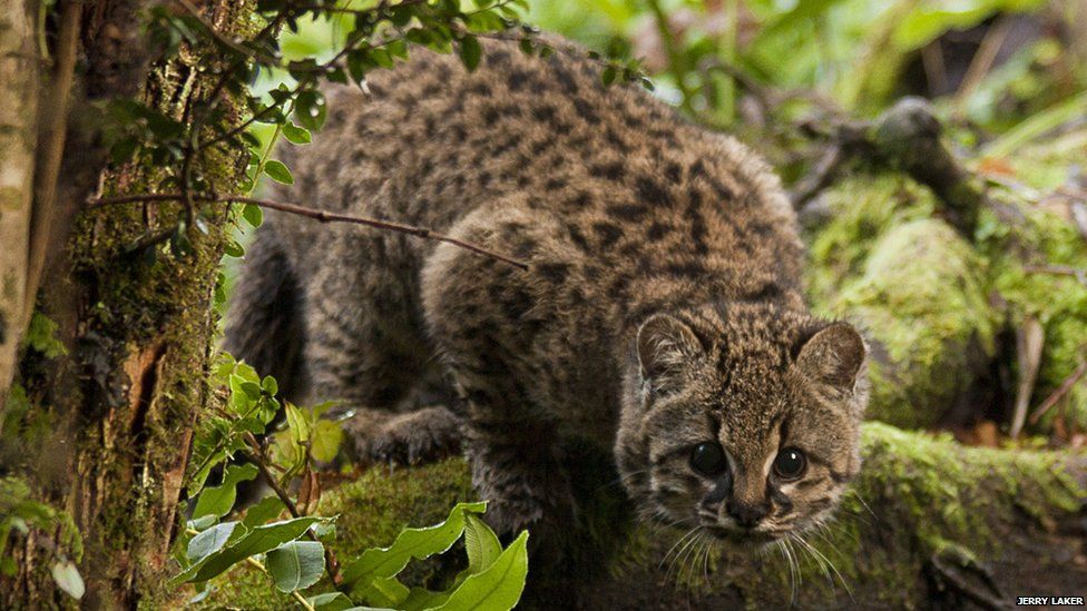 Hope for threatened 'little tiger cat' - BBC News