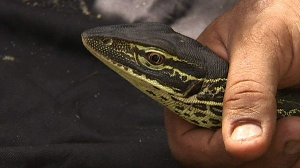 A wild monitor lizard, known in Australia as a goanna.
