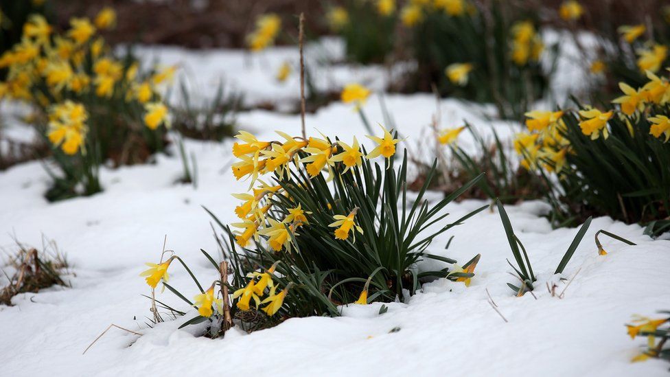 Snow-covered daffodils after snowfall in Scotland.