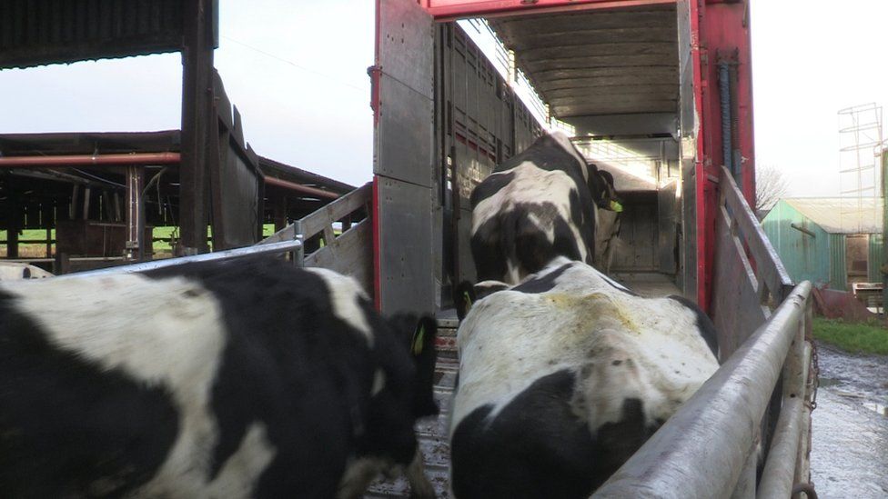 Pedigree cattle being loaded onto the transporter to the abattoir